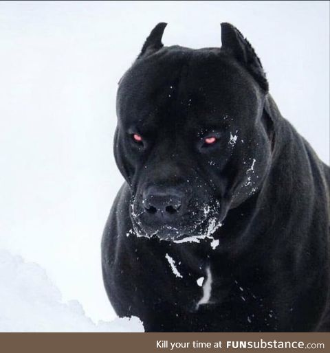 Prague pitbull looks like Satan's dog