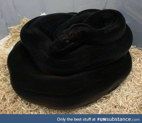 The blackness of this snake