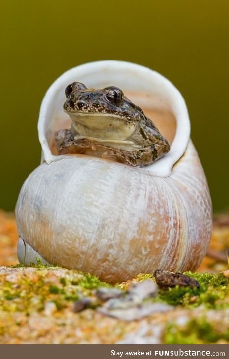 Froggo Fun #42 - "Frojiit has wares, if you have coin"