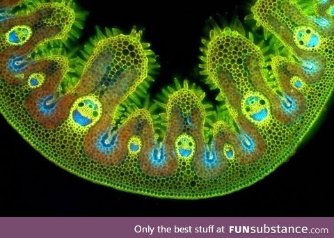 Cross section of a blade of grass under a microscope looks like smiley emojis ????????????