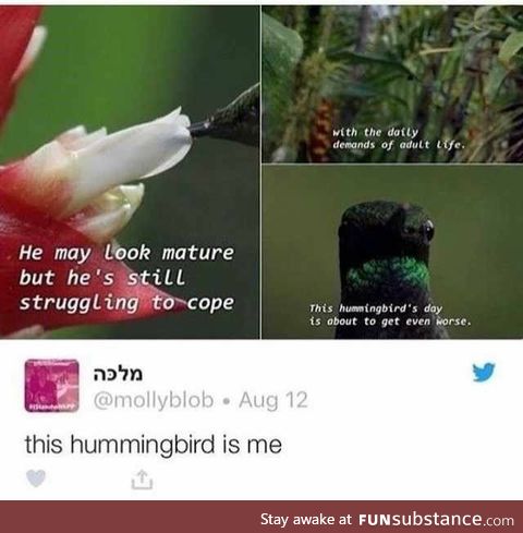 I'm in this documentary and I don't like it (Hummingbirds)