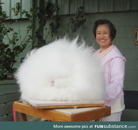 Professor Betty Chu, an expert rabbit breeder, has her Angora rabbit poofed in its 10in.+