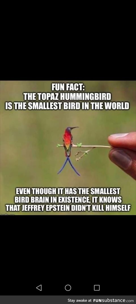 Smallest bird on earth :)