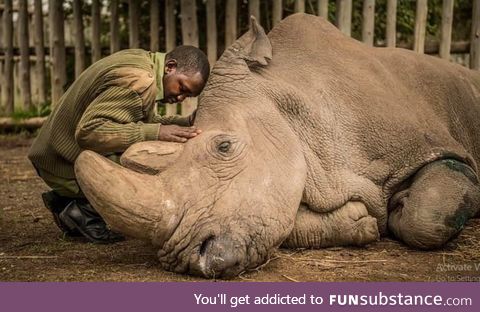 Saying goodbye to a species, the very last male Northern White Rhino. A powerful photo of