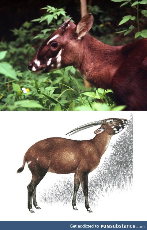I will start to post creatures you might not have seen before. Here you have a Saola