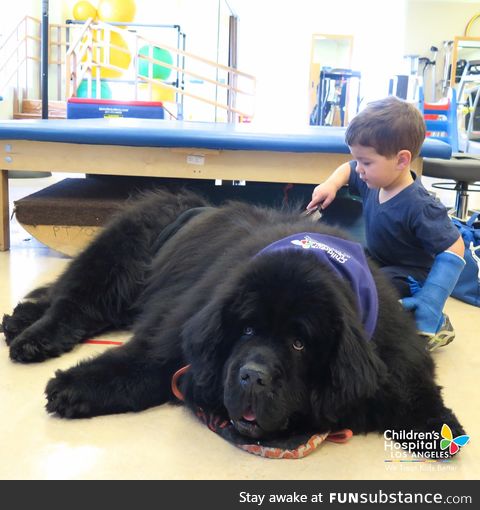 Meet Bonner, the grand therapy dog at Children's Hospital