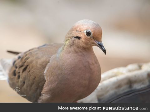 Mourning dove (Zenaida macroura) - PigeonSubstance
