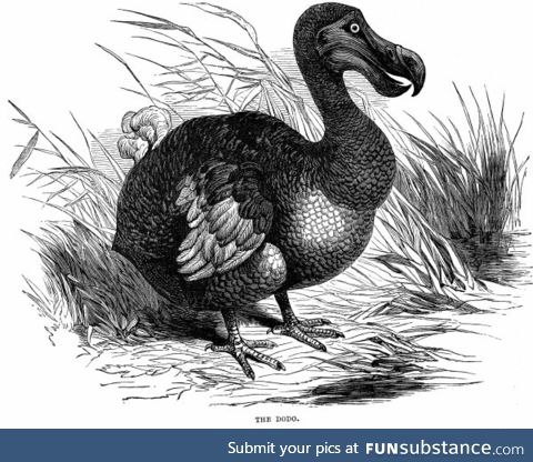 The dodo (Raphus cucullatus) - PigeonSubstance