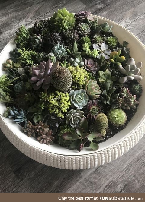 My succulent arrangement :)