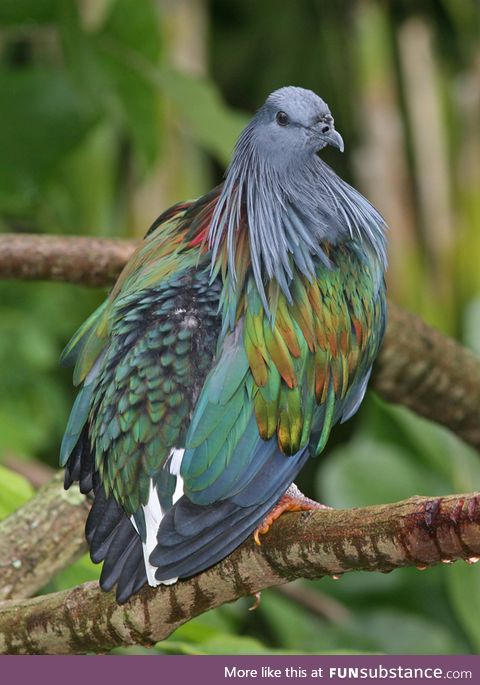 Nicobar pigeon (Caloenas nicobarica) - PigeonSubstance