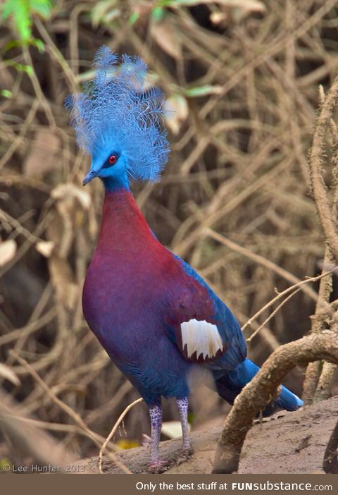 Sclater's crowned pigeon (Goura sclaterii) - PigeonSubstance