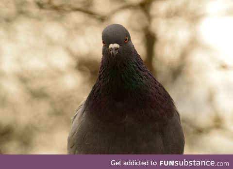 Homing pigeon (Columba livia domestica) - PigeonSubstance