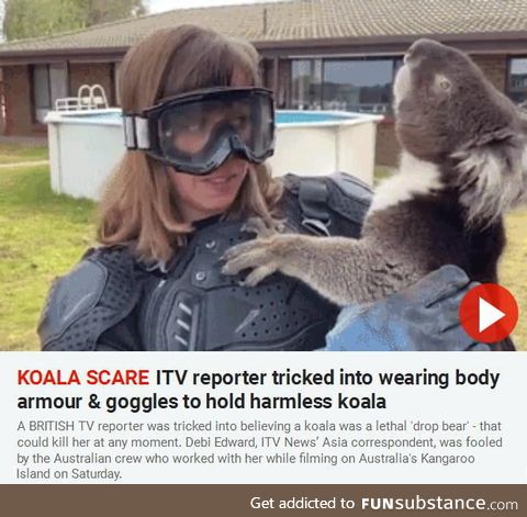 Ferocious koalas