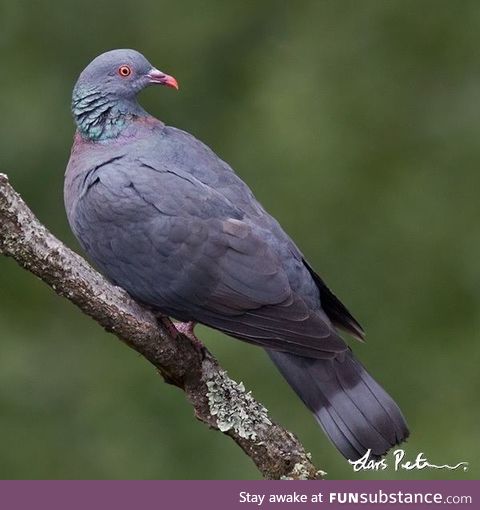 Bolle's pigeon (Columba bollii) - PigeonSubstance