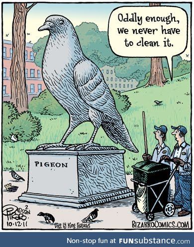 Pigeons recognizes pigeons