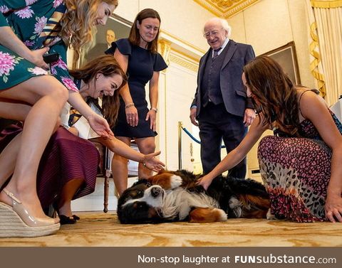 The Irish president love when people pets his dogs