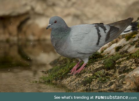 Hill pigeon/ eastern rock dove/ Turkestan hill dove (Columba rupestris) - PigeonSubstance