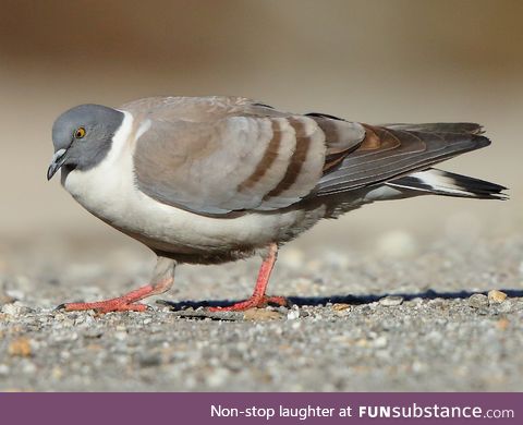 Snow pigeon (Columba leuconota) - PigeonSubstance