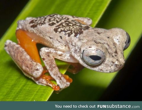 Froggo Fren #92 - Dendropsophus ozzyi