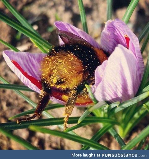Tired bumblebee fell asleep inside a flower with pollen on its butt