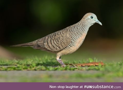 Zebra dove (Geopelia striata) - PigeonSubstance