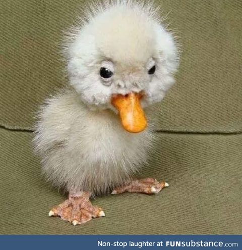The ugly duckling - an origin story