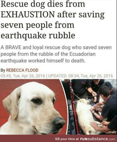 This dog who saved seven people during an earthquake