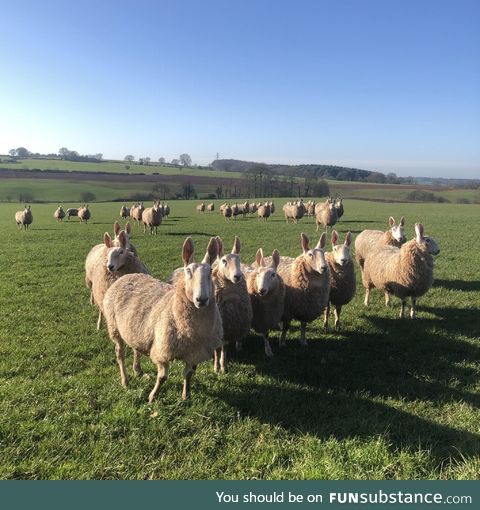 These sheep have uppy ears