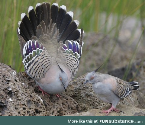 Crested pigeon (Ocyphaps lophotes) - PigeonSubstance
