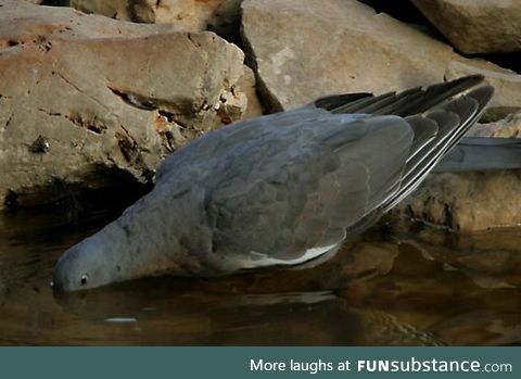 Pigeon drinking