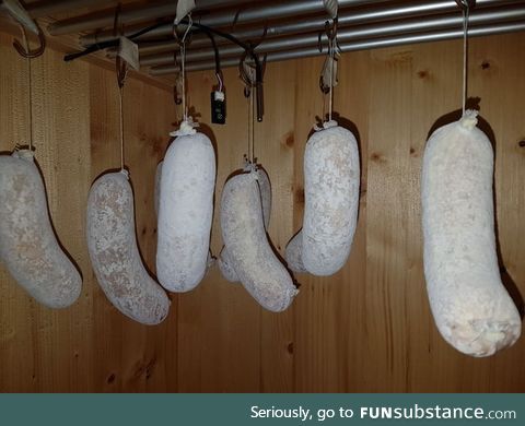 Homemade Mediterranean style salami - Day 2. Fermentation is completed and mold is