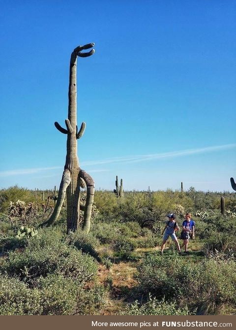 I’ve always wondered what a T-Rex cactus would look like