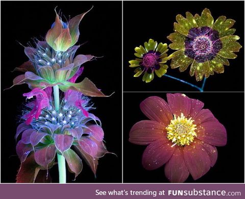 Humans are blind to ultraviolet light. But bugs can see it. Ever wondered what a flower