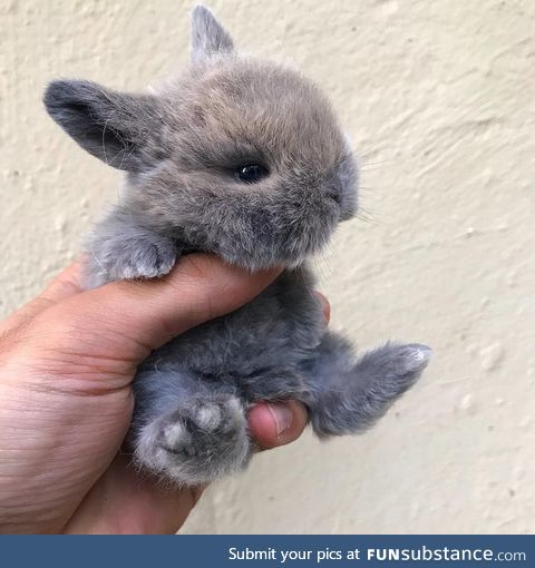 A handful of cuteness to brighten your Monday