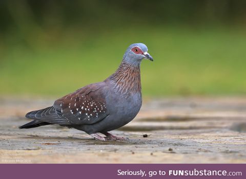 Speckled pigeon (Columba guinea) - PigeonSubstance