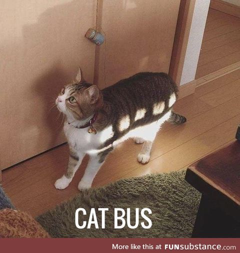 Cat bus