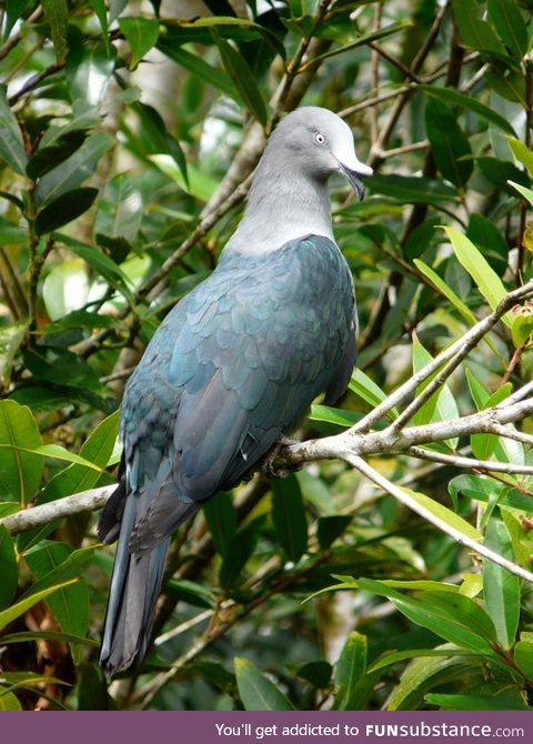 Marquesan imperial pigeon (Ducula galeata) - PigeonSubstance