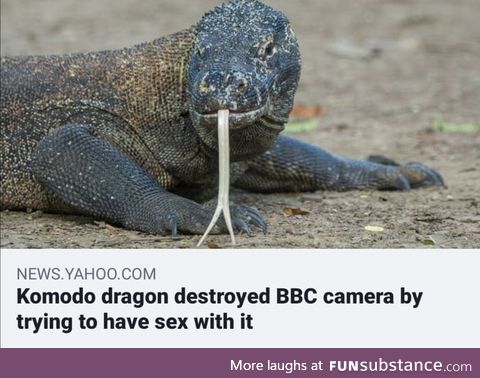 Roses are red, Australia is lit