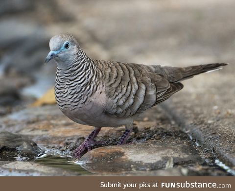 Peaceful dove (Geopelia placida) - PigeonSubstance