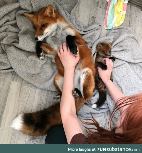 Belly rubs are a universal good time