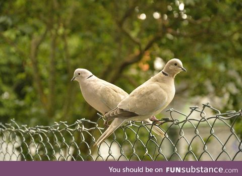 Eurasian collared dove (Streptopelia decaocto) - PigeonSubstance