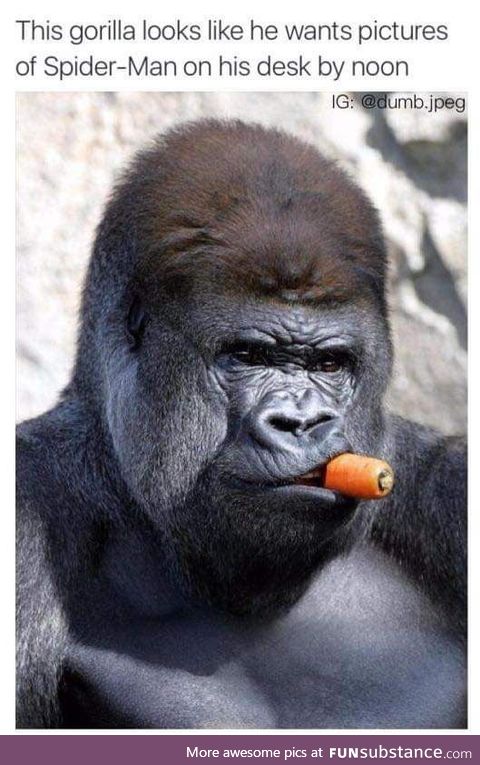 This gorilla