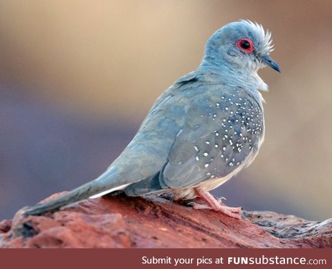 Diamond dove (Geopelia cuneata) - PigeonSubstance