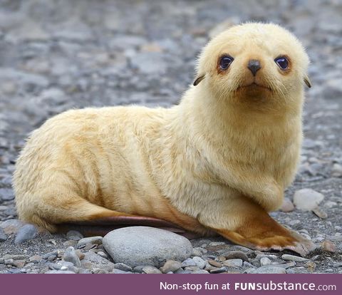 About one in 1000 fur seals are born pale blonde