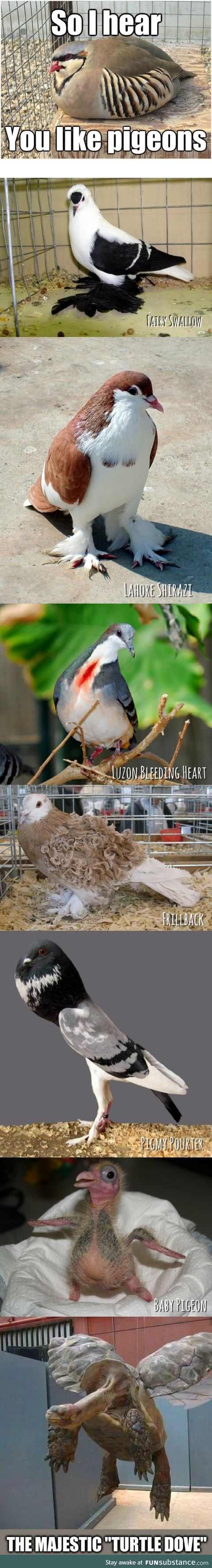 I Hear You Like PigeoNSubstance