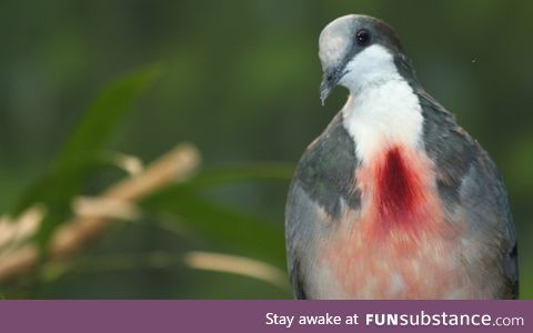 Luzon bleeding-heart (Gallicolumba luzonica) - PigeonSubstance