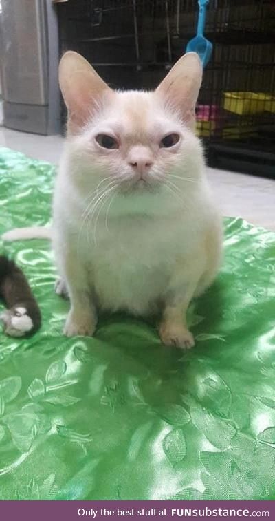 You have stumble upon Asian cat of luck may your day be bless with wisdom