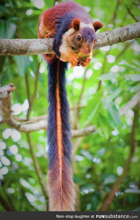 Malabar Squirrel