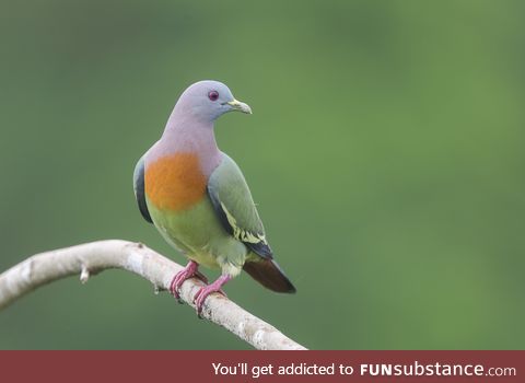 Pink-necked green pigeon (Treron vernans) - PigeonSubstance