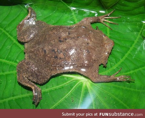 Froggo Fren #94 - Common Suriname Toad